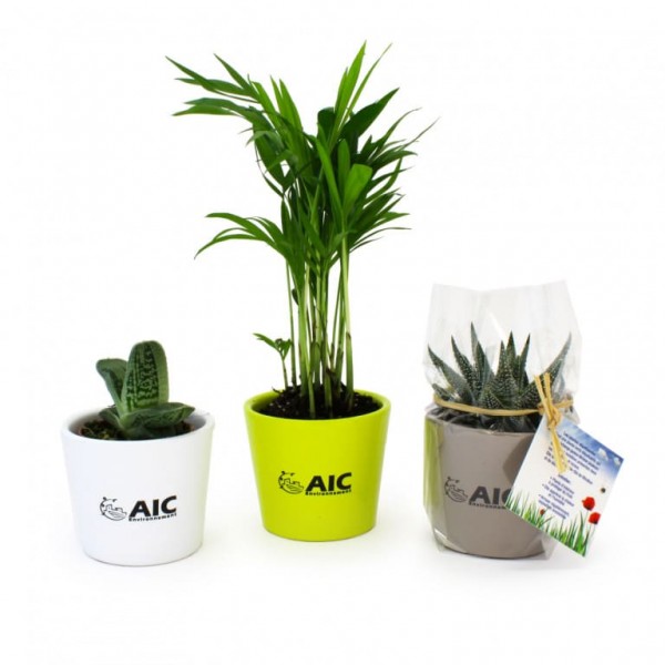 plante decoratives